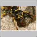 Mellinus arvensis - Kotwespe w37e 14mm mit Fliege.jpg